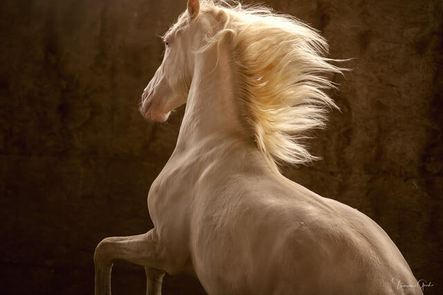 Andalusian horse with flowing platinum mane in golden light against textured background fine art equine photography