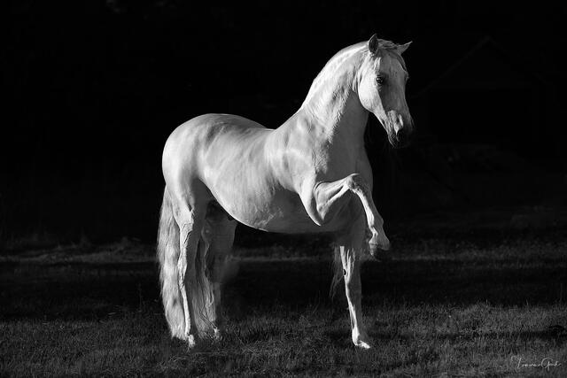 White Andalusian stallion performing the Spanish walk at peak extension against a dark treeline, black and white fine art equine photography by Tamara Gooch.