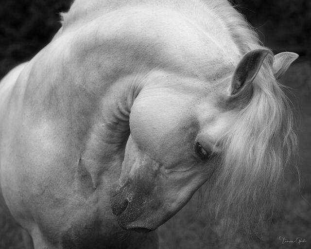 PRE or Pure Spanish Horse stallion, black and white limited edition print for sale.