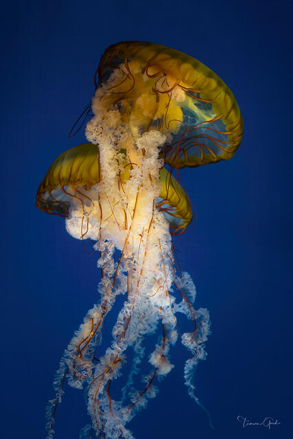 Pacific sea nettles glowing amber and gold against deep cobalt blue, cascading white lace tentacles, fine art underwater photography by Tamara Gooch.