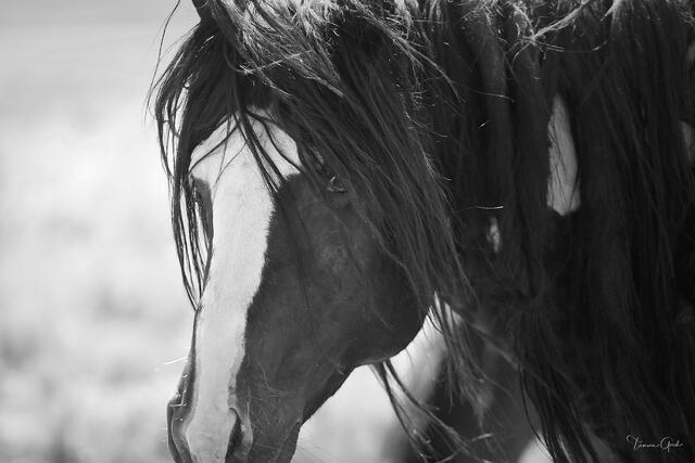 McCullough Peaks dominant stallion in close black and white portrait, long mane swept across face by wind, bold blaze, fine art photography by Tamara Gooch.