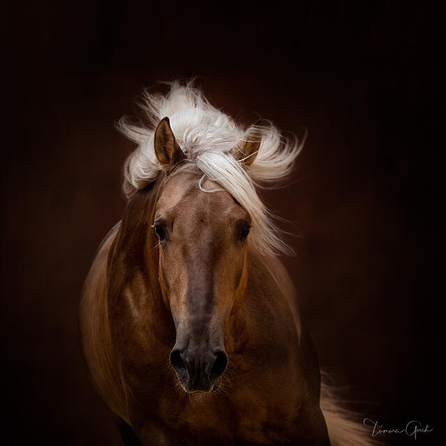 Gallery quality fine art print of a palomino Lusitano horse.