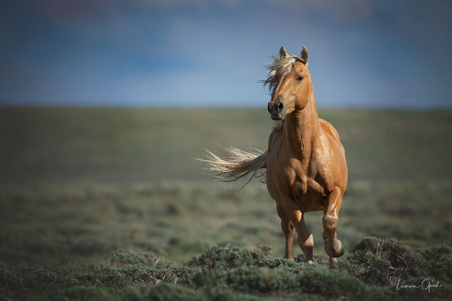 Palomino Mustang Stallion 