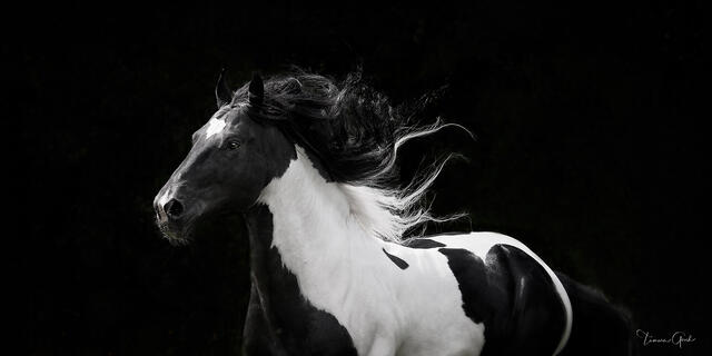 Black and white pinto Friesian cross with streaming mane against pure black, dramatic fine art equine photography by Tamara Gooch.