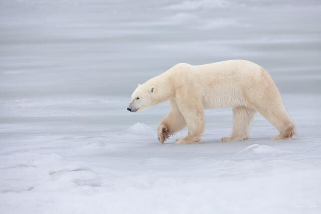 Arctic Walker — Polar Bear on Sea Ice, Churchill, Manitoba print