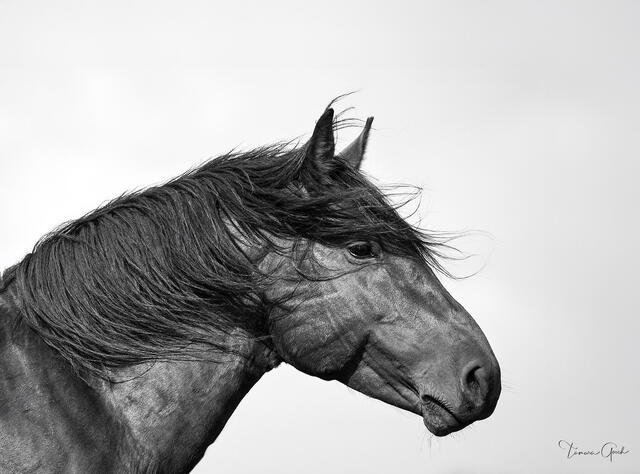 Dark wild mustang in close profile with windswept mane against pale sky, Pryor Mountains, Montana, black and white fine art photography by Tamara Gooch.