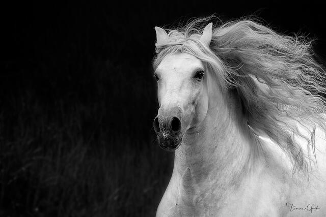 Black and white limited edition print for sale of an power Andalusian horse.