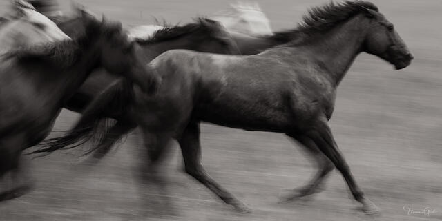 Black and white panned fine art photo of wild horses at full gallop, dark stallion sharp at center, surrounding horses dissolving into motion blur.