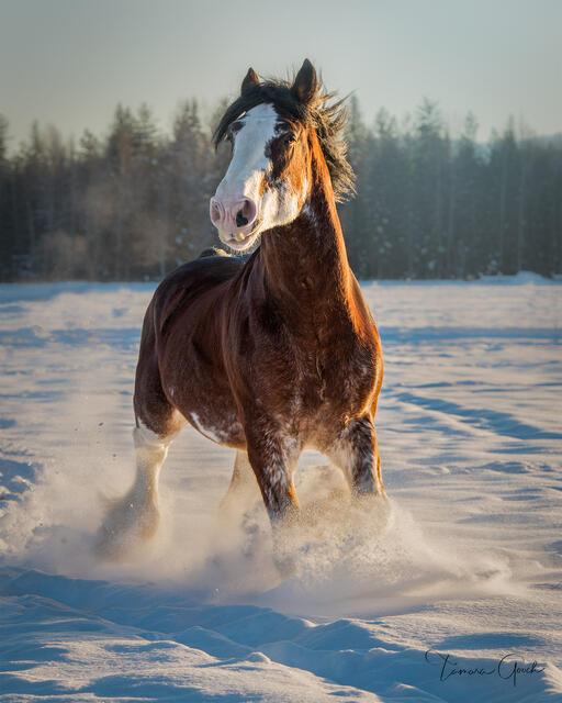 The Golden Clydesdale — Fine Art Equine Print print