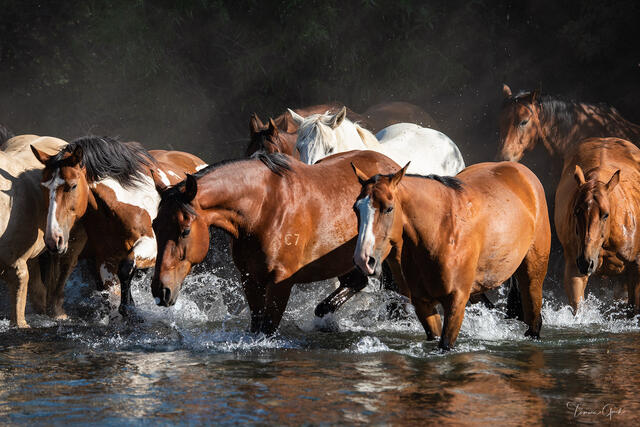 Herd of Wyoming ranch horses crossing river in full motion, water splashing, dramatic dark background, western fine art photography by Tamara Gooch.
