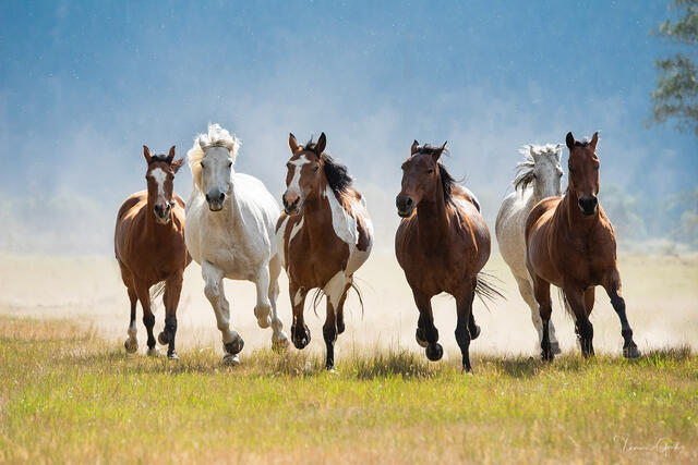 Six Wyoming ranch horses galloping through summer meadow in dust cloud, blue sky, western fine art photography by Tamara Gooch.
