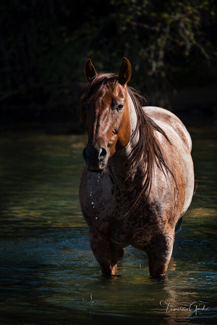 Red roan Quarter Horse standing chest-deep in river, water dripping from muzzle, dark forest background, equine fine art photography by Tamara Gooch.