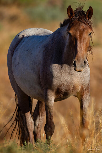 Color fine art portrait of a red roan wild mustang standing in golden desert scrub, facing camera with calm authority, Nevada.