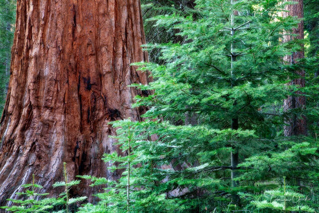 Close-up of textured red Sequoia bark next to bright green pine needles in a California forest.