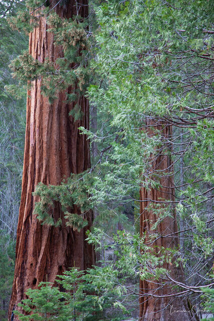 Giant sequoia trunks with deeply furrowed rust-red bark rising through green forest, Yosemite National Park landscape fine art photography by Tamara Gooch.