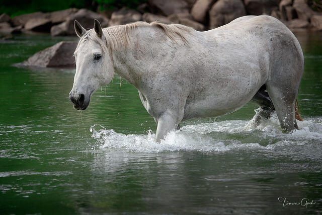 Dapple grey Quarter Horse walking through emerald green river, water splashing, rocky bank background, equine fine art photography by Tamara Gooch.