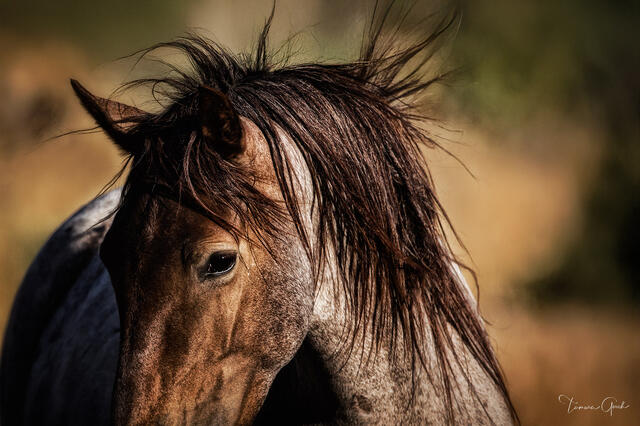 Red roan wild mustang in close portrait, warm chestnut and grey coat glowing in golden light, dark mane lifting in wind, fine art photography by Tamara Gooch.