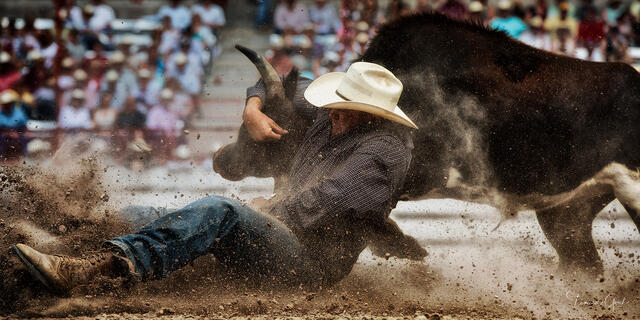 Color fine art photo of a cowboy wrestling a steer to the arena dirt in an explosion of dust, packed grandstand behind, Cheyenne Frontier Days, Wyoming.