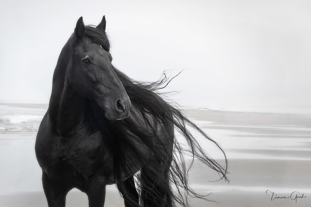 Sea Captain Friesian Horse