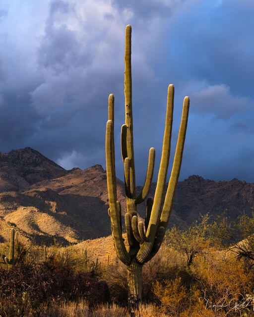The Saguaro — Arizona Fine Art Print print