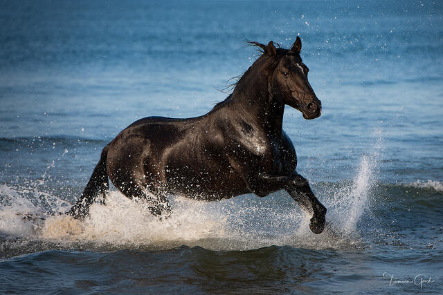A fine art limited edition print of a black Andalusian horse in the ocean.