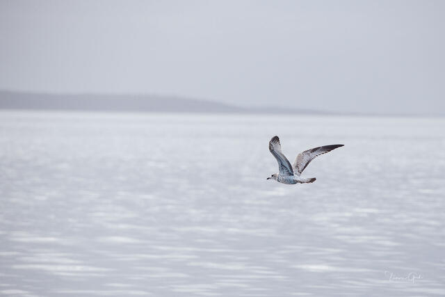 Coastal Solitude | Minimalist Seagull Flight print