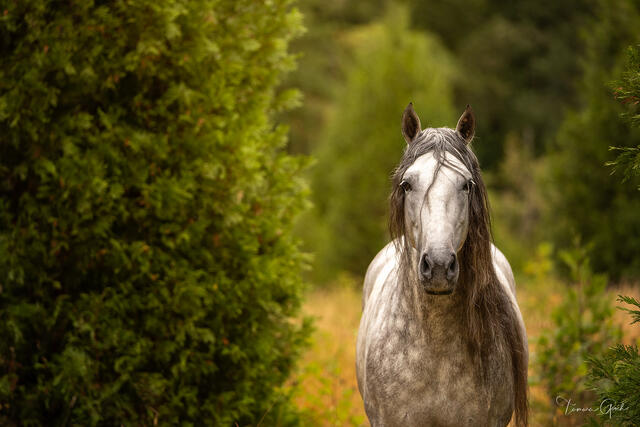 Dapple grey Andalusian stallion standing on forest path surrounded by lush green foliage fine art equine photography