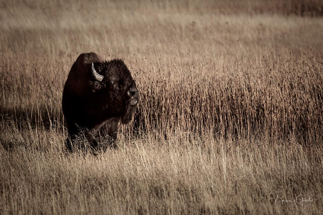 A fine art limited edition print done in modern antique color tones, of a bull bison or American Buffalo standing in the tall fall grass of Yellowstone.