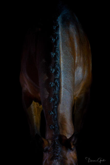 Abstract close-up of a dark bay horse's arched neck and braided mane emerging from pure black, limited edition fine art print by Tamara Gooch