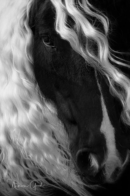 Equine Tenderness Horse Portrait