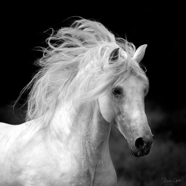 Spanish Horse print