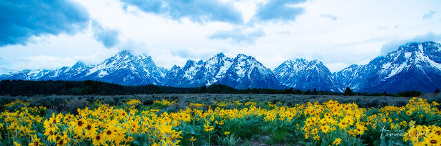 A 3 to 1 panorama photograph of Grand Teton Mountain range with spring flowers in the foreground.