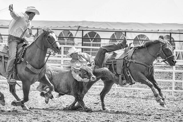 The Drop — Steer Wrestling, American West Rodeo print