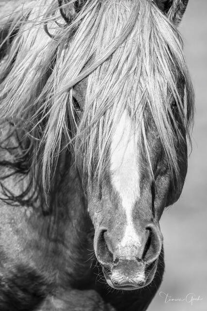 Black and white close-up portrait of horse with long flowing mane and white blaze, intimate equine photography showing wisdom and gentle expression
