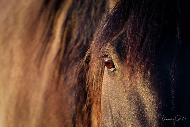 Sulphur mustang eye barely visible beneath heavy dark mane, intimate sepia tone close-up, fine art wild horse photography by Tamara Gooch.