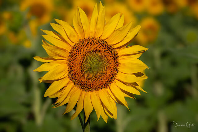 Sunflower print