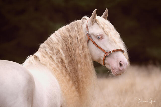 Cremello Andalusian stallion with pearl coat and champagne mane portrait with blue eyes fine art equine photography