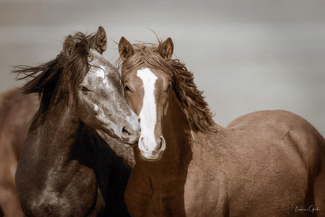 Two wild mustangs nuzzling close together in sepia tones, dark and chestnut with bold blaze, intimate bond fine art photography by Tamara Gooch.
