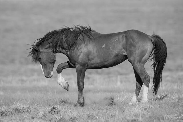 Wild mustang stallion pawing the ground in black and white, arched neck, wind-tossed mane, open Wyoming grassland, fine art photography by Tamara Gooch.