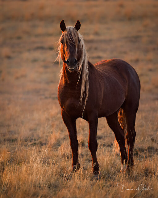 Wild Horse Golden Hour print