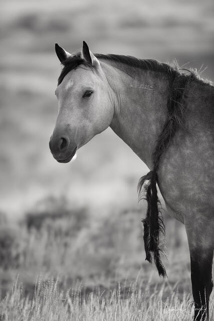 The Matriarch print