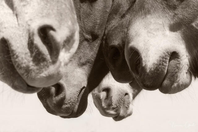 Four ranch horse muzzles crowding the frame from above in sepia tones, playful and curious close-up, fine art equine photography by Tamara Gooch.
