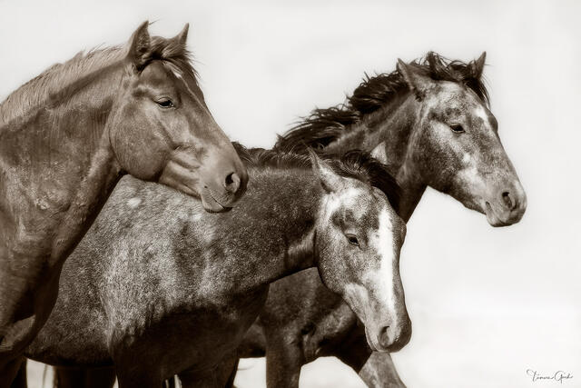 Three wild mustangs pressed close together in sepia tones, Maggie Springs HMA, Wyoming, fine art photography by Tamara Gooch.