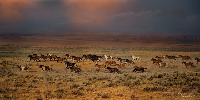 Thunder Rolls Wild Horse herd print