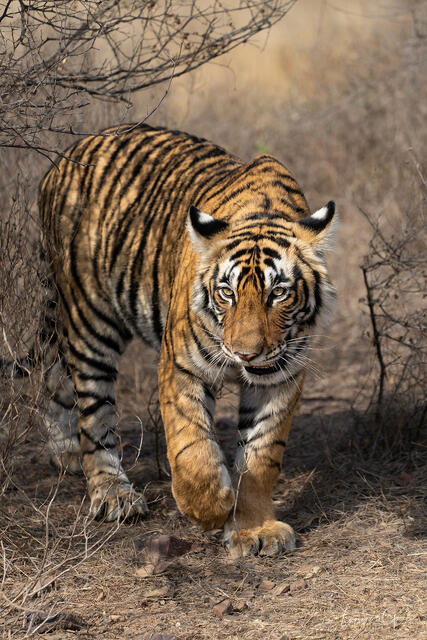 The Bengal Tiger — India Wildlife Fine Art Print print