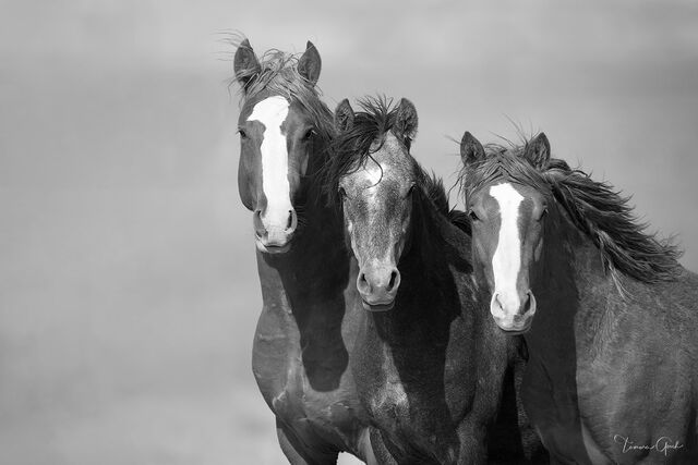 Tres Compadres Wild Horses of Wyoming, a fine art limited edition black and white photo print for sale.