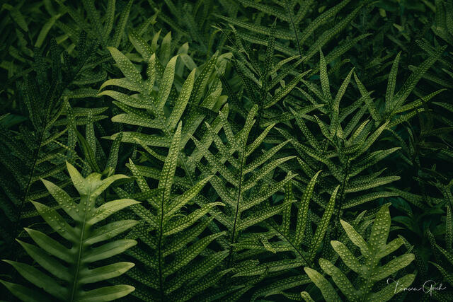 Hawaiian Lauae Fern print