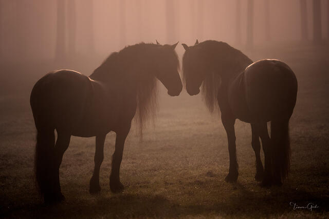 Two Friesian Horses print