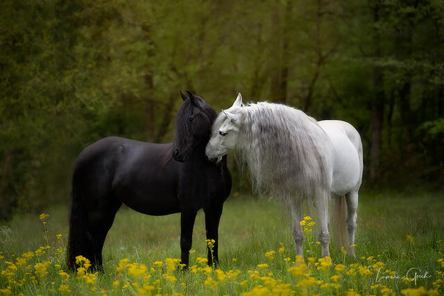 Black Friesian and white Andalusian stallions touching noses in a yellow wildflower field, fine art equine photography by Tamara Gooch.