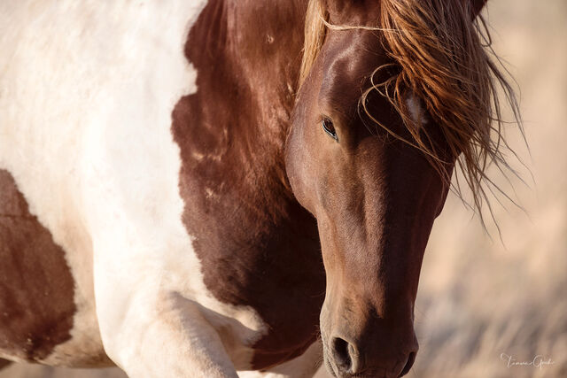 Mustang Horse Up Close and Personal print